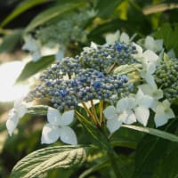 これから始まる物語～紫陽花