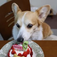 リコの6歳の誕生日