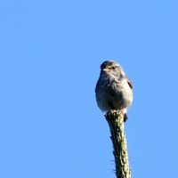 05/18探鳥記録写真：はまゆう公園の鳥たち（ウグイス、ホオジロ、ハクセキレイ、カワラヒワ、）