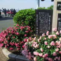 横浜港「ランチクルーズ」と山下公園のバラ