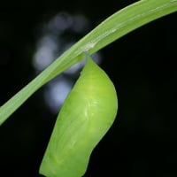 6月三回目の教室　ネジバナ咲く