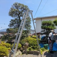 松の剪定を植木屋さんに頼む