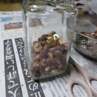 枇杷のタネでエキスを作りました