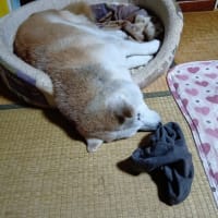 外科医『大門おやじぃ』の苦悩^^;