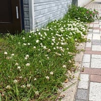 白詰草が真っ盛り
