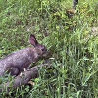 トウホクノウサギさん　サラダバー満喫中