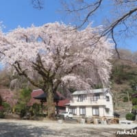 雲居寺のしだれ桜