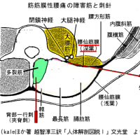 腰痛に関する最近の筆者の考え  ver.1.1