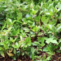 南天の花とヤブコウジの花、可憐。