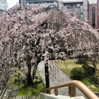 2024. 3.28    つむぎの記録　　しだれ桜に 未来を見たっ！？