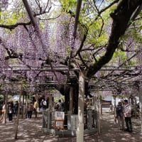 2025 　千年フジ開花情報　④最終５/２
