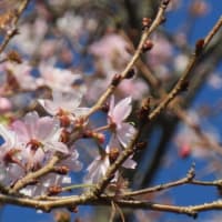 滋賀県長浜市木之本の鶏足寺のモミジ