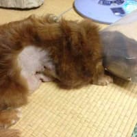 幸せの音色