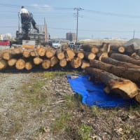 原木が入荷致しました。