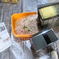 来年の貯蔵花粉採取