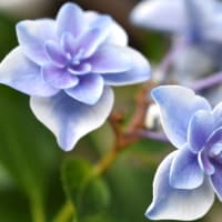 真昼に咲く蒼い星花。