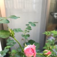 今年もミニ薔薇が咲きました