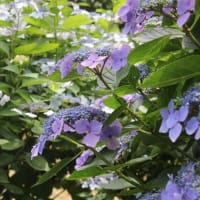 紫雲出山のアジサイ