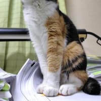 お山は快適～(*´ω｀*)♪