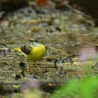 ヒガラの水浴びなど