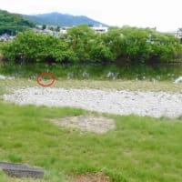 キジのいる川原