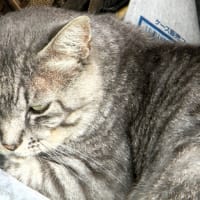 灰嶋君という名の猫