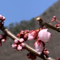 今年は、フライングばかり