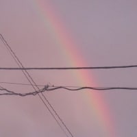 夏至も過ぎ梅雨空になり蒸し暑い