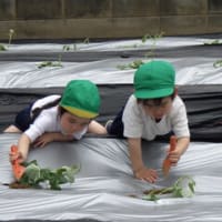 みどり　4歳児　さつま芋の苗植え