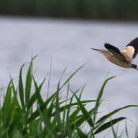 沼の鳥