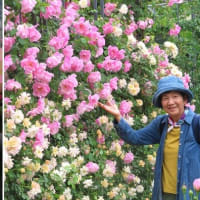 富士フイルムフォトサロンで写真を鑑賞して バラ園で撮影会