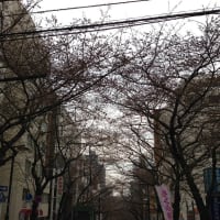 渋谷駅に近い桜ヶ丘町の桜風景　2日目