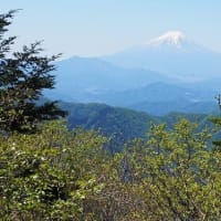 新緑と富士山、ゆっくりペースで三頭山