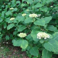 日前神宮・國懸神宮境内に咲く紫陽花