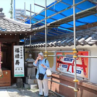 入谷朝顔まつり（朝顔市）