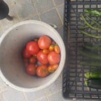 今日の収穫　トマト　ズッキーニ　キュウリ　ナス　インゲン　ピーマン