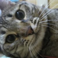 最近のヒメコ
