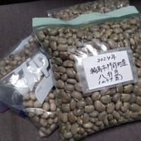 八升豆（ムクナ豆）で味噌づくり