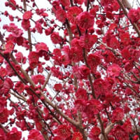 和泉リサイクル環境公園の梅と水仙（２０２５年３月８日）静止画