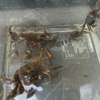 わんぱく遊び隊！通信　2025年7月6日(日)川で魚とりをしよう！