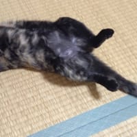 7/5リブライフ譲渡会ありがとうございました！