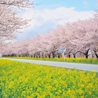 梅野哲の観に行きたい桜の名所㉓