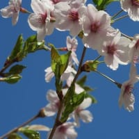 中島公園　桜