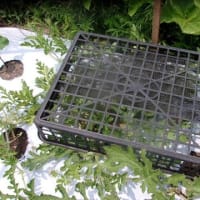 雨が降るかどうか