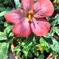 アジアンハイビスカスの花♪（7月15日）
