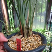 寒蘭新芽