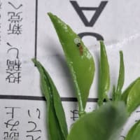 アゲハの幼虫、孵ってます