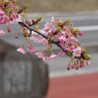 今年は桜が遅い