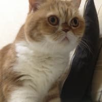 ふるふる最近の趣味