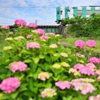 紫陽花と天浜線、其の四